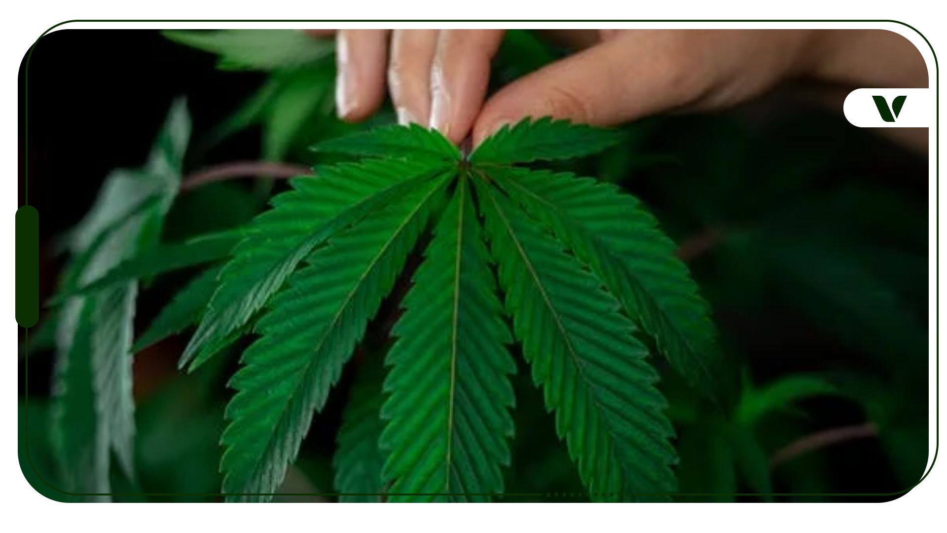 A Brief History of Cannabis in Western Medicine