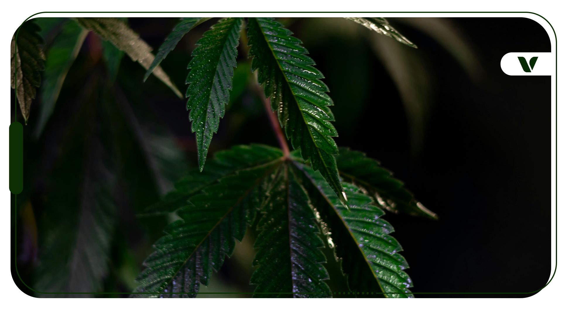 Will Texas Ban Hemp Products?