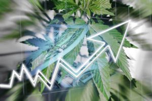 Cannabis Stocks Exploding Concept