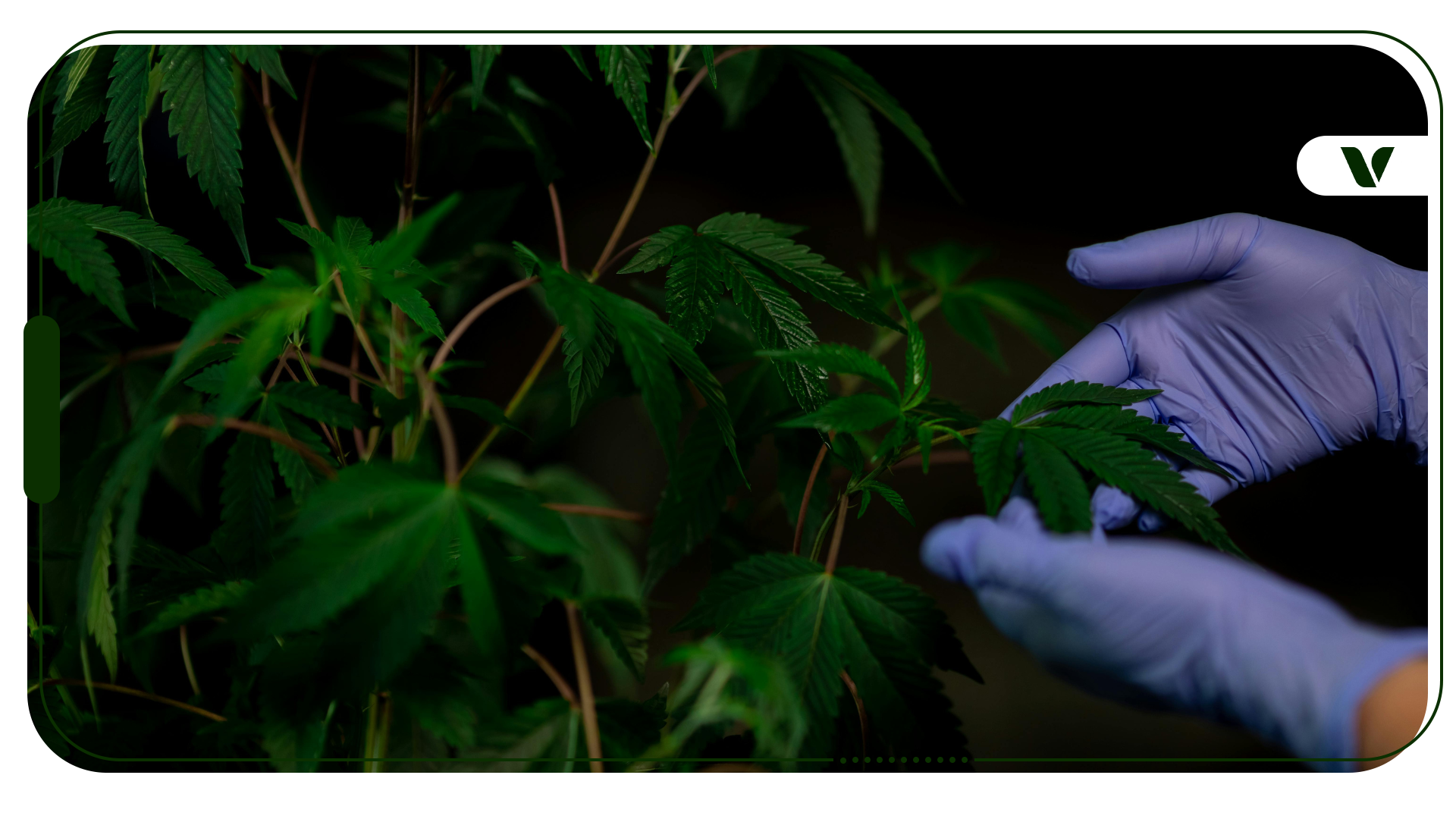 Cultivating Cannabis In Extreme Environments and Innovative Growing Techniques